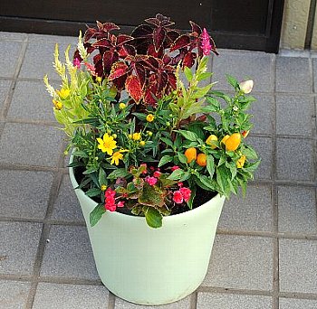 観賞用とうがらしの寄せ植え : 育て方.jp｜花、野菜の育て方など